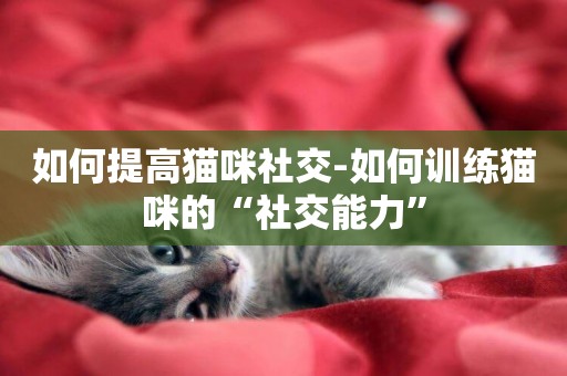 如何提高貓咪社交-如何訓練貓咪的“社交能力”