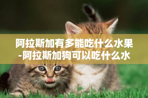阿拉斯加有多能吃什么水果-阿拉斯加狗可以吃什么水果