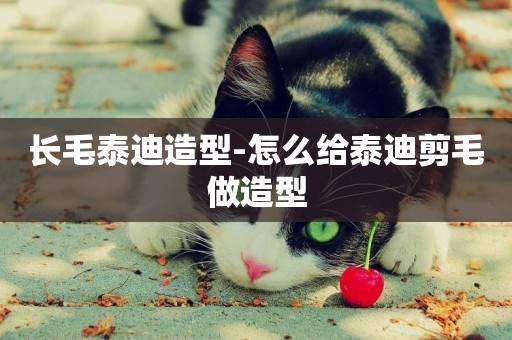 長毛泰迪造型-怎么給泰迪剪毛做造型