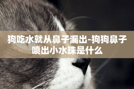 狗吃水就從鼻子漏出-狗狗鼻子噴出小水珠是什么