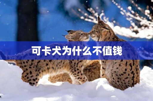 可卡犬為什么不值錢