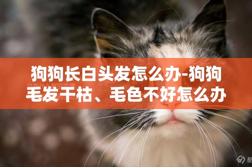 狗狗長白頭發怎么辦-狗狗毛發干枯、毛色不好怎么辦