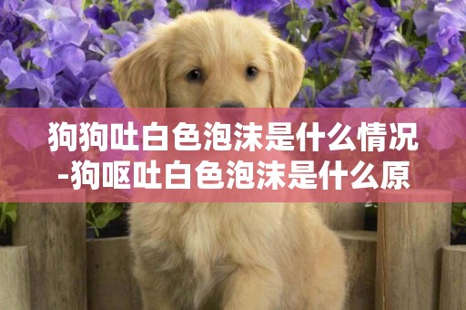 狗狗吐白色泡沫是什么情況-狗嘔吐白色泡沫是什么原因