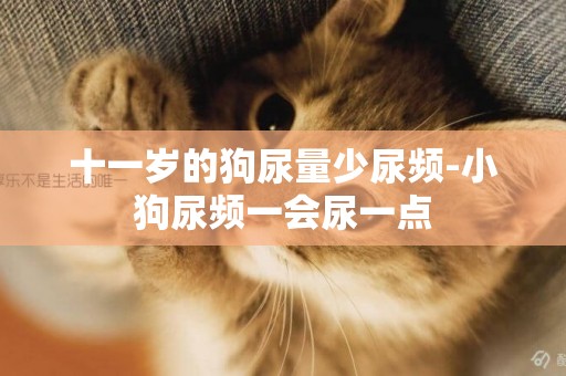 十一歲的狗尿量少尿頻-小狗尿頻一會尿一點