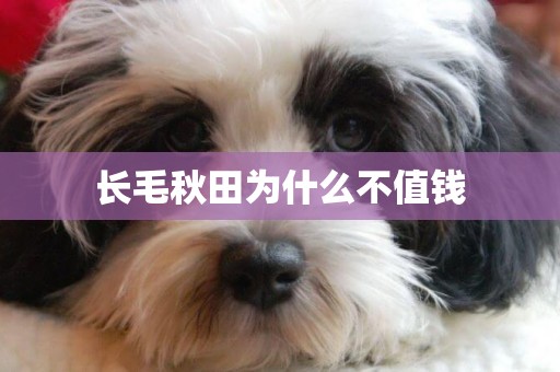 長毛秋田為什么不值錢