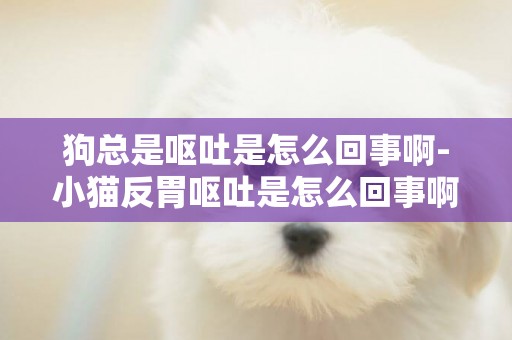 狗總是嘔吐是怎么回事啊-小貓反胃嘔吐是怎么回事啊