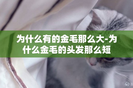 為什么有的金毛那么大-為什么金毛的頭發那么短