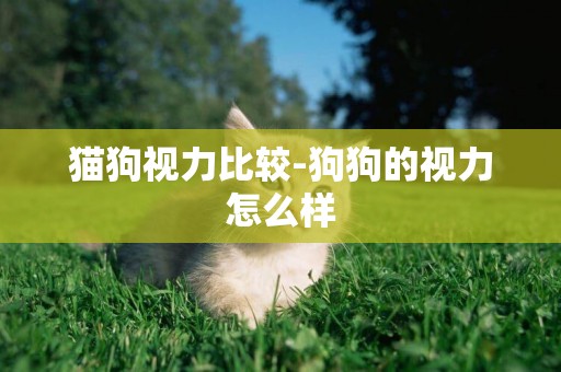 貓狗視力比較-狗狗的視力怎么樣