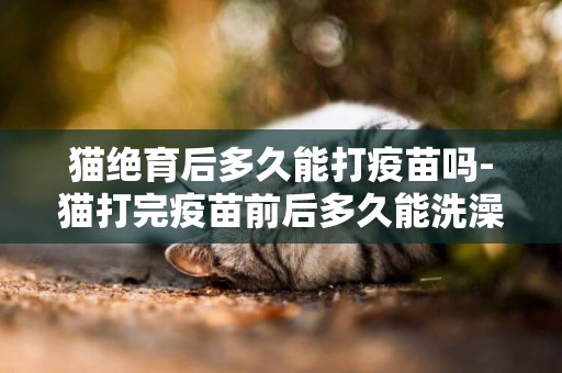 貓絕育后多久能打疫苗嗎-貓打完疫苗前后多久能洗澡