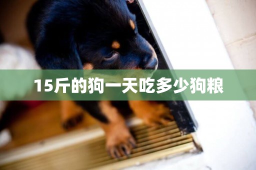 15斤的狗一天吃多少狗糧
