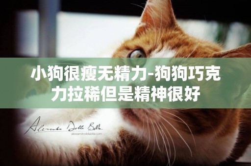 小狗很瘦無精力-狗狗巧克力拉稀但是精神很好