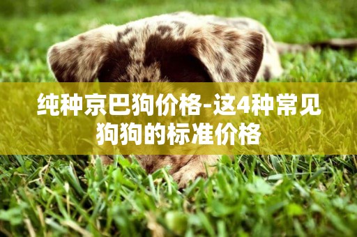純種京巴狗價格-這4種常見狗狗的標準價格
