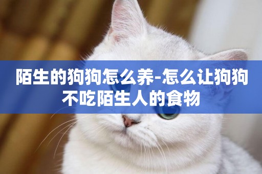 陌生的狗狗怎么養-怎么讓狗狗不吃陌生人的食物