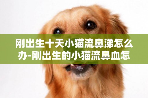 剛出生十天小貓流鼻涕怎么辦-剛出生的小貓流鼻血怎么辦