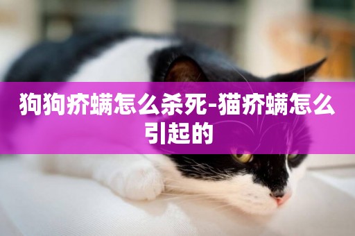 狗狗疥螨怎么殺死-貓疥螨怎么引起的