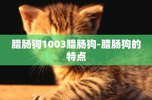 臘腸狗1003臘腸狗-臘腸狗的特點
