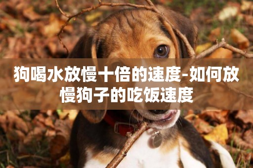 狗喝水放慢十倍的速度-如何放慢狗子的吃飯速度