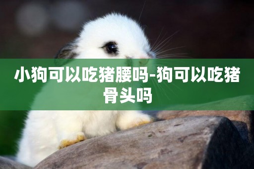 小狗可以吃豬腰嗎-狗可以吃豬骨頭嗎