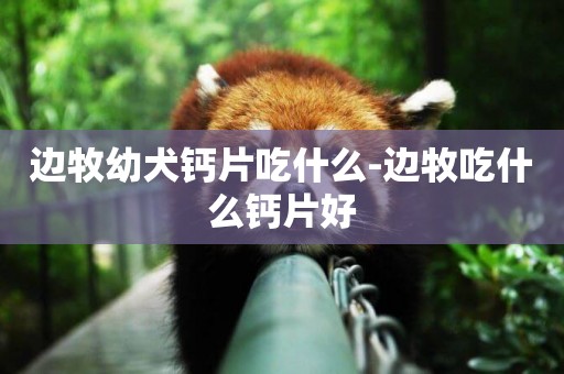 邊牧幼犬鈣片吃什么-邊牧吃什么鈣片好