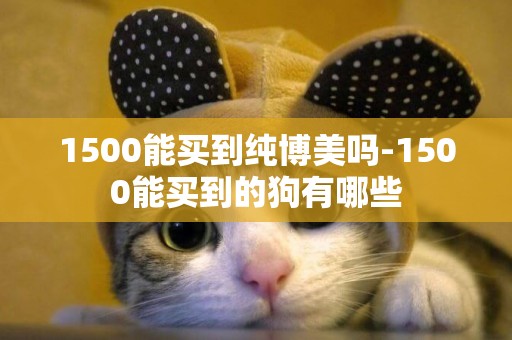 1500能買到純博美嗎-1500能買到的狗有哪些