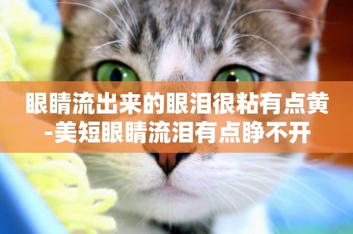 眼睛流出來的眼淚很粘有點黃-美短眼睛流淚有點睜不開