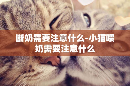 斷奶需要注意什么-小貓喂奶需要注意什么