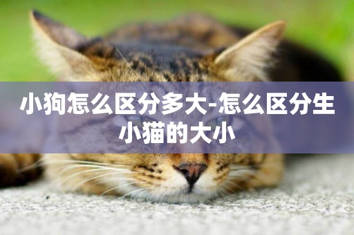 小狗怎么區分多大-怎么區分生小貓的大小