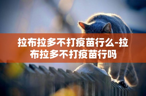 拉布拉多不打疫苗行么-拉布拉多不打疫苗行嗎