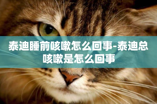 泰迪睡前咳嗽怎么回事-泰迪總咳嗽是怎么回事
