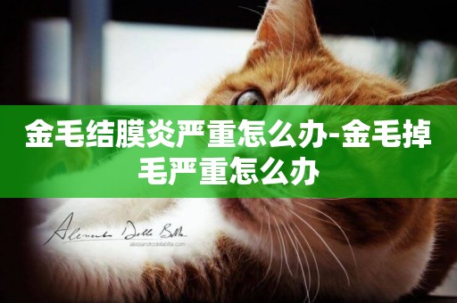 金毛結膜炎嚴重怎么辦-金毛掉毛嚴重怎么辦