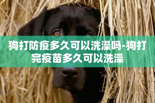 狗打防疫多久可以洗澡嗎-狗打完疫苗多久可以洗澡