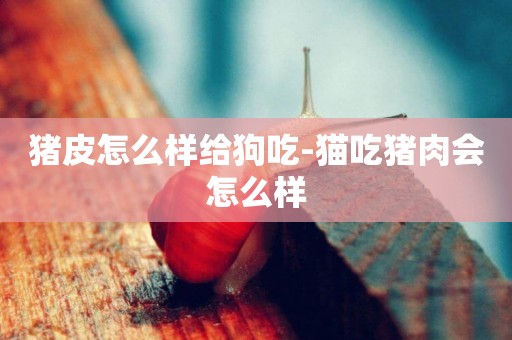 豬皮怎么樣給狗吃-貓吃豬肉會怎么樣