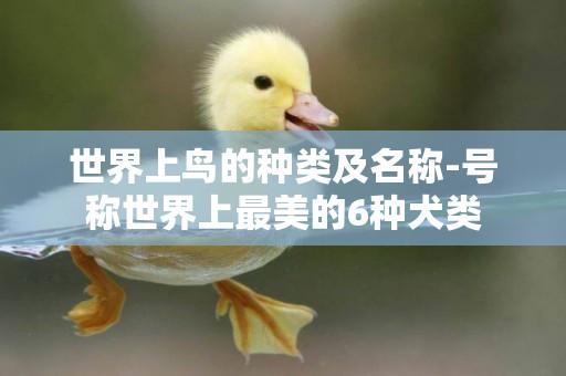 世界上鳥的種類及名稱-號稱世界上最美的6種犬類
