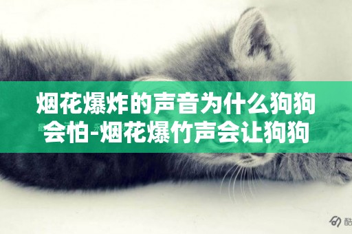 煙花爆炸的聲音為什么狗狗會怕-煙花爆竹聲會讓狗狗害怕