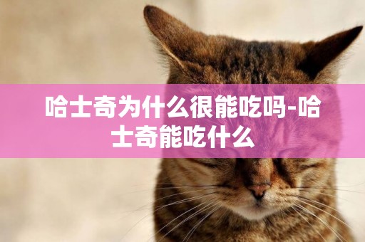 哈士奇為什么很能吃嗎-哈士奇能吃什么