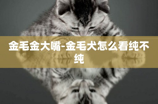 金毛金大嘴-金毛犬怎么看純不純
