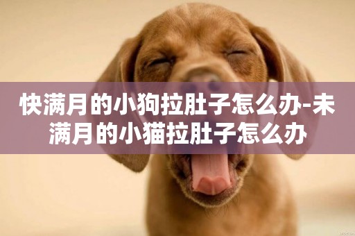 快滿月的小狗拉肚子怎么辦-未滿月的小貓拉肚子怎么辦