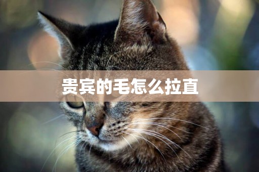 貴賓的毛怎么拉直
