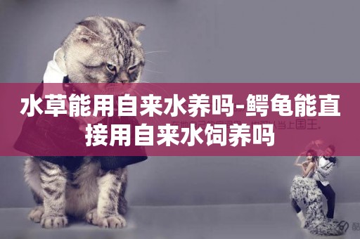 水草能用自來水養嗎-鱷龜能直接用自來水飼養嗎
