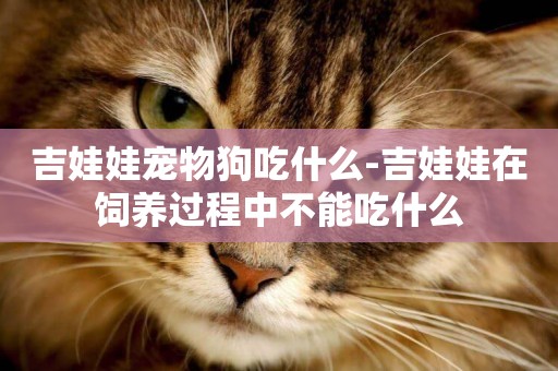 吉娃娃寵物狗吃什么-吉娃娃在飼養過程中不能吃什么