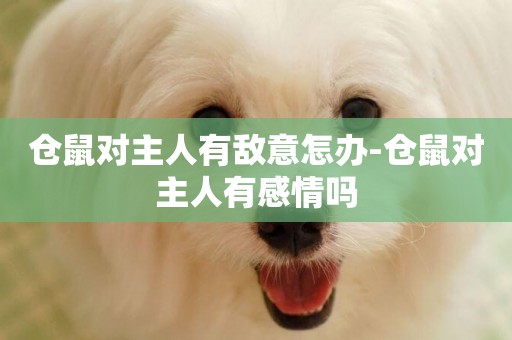 倉鼠對主人有敵意怎辦-倉鼠對主人有感情嗎