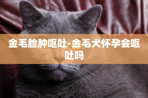 金毛臉腫嘔吐-金毛犬懷孕會嘔吐嗎