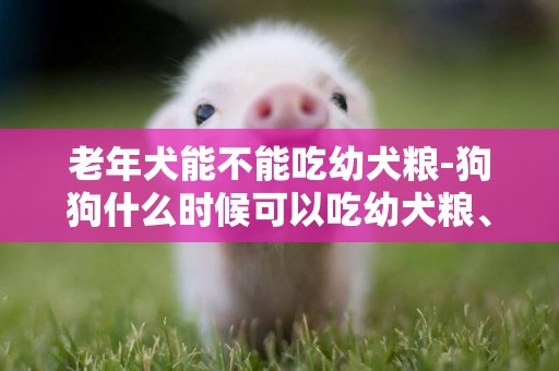 老年犬能不能吃幼犬糧-狗狗什么時候可以吃幼犬糧、成犬糧、老年犬糧