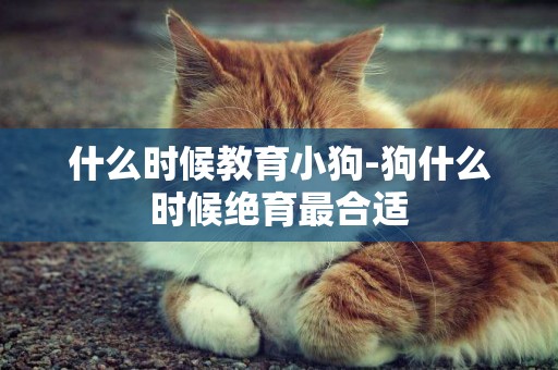 什么時候教育小狗-狗什么時候絕育最合適