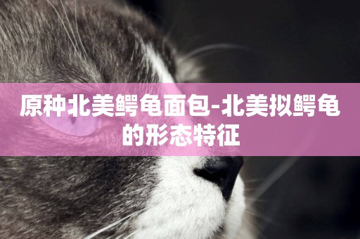 原種北美鱷龜面包-北美擬鱷龜的形態特征