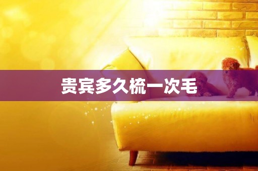 貴賓多久梳一次毛