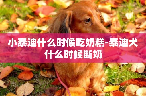 小泰迪什么時候吃奶糕-泰迪犬什么時候斷奶