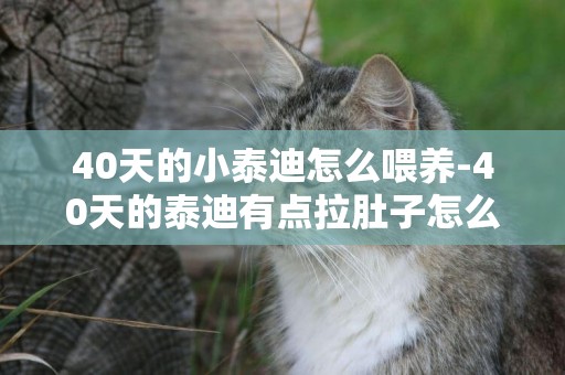 40天的小泰迪怎么喂養-40天的泰迪有點拉肚子怎么辦