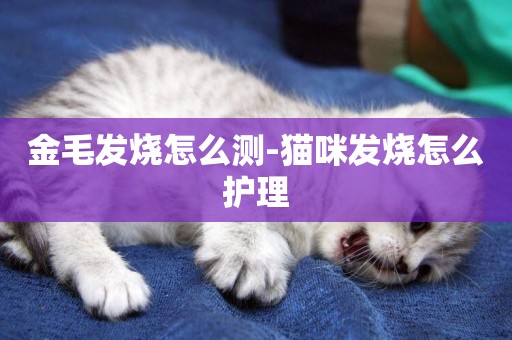 金毛發燒怎么測-貓咪發燒怎么護理