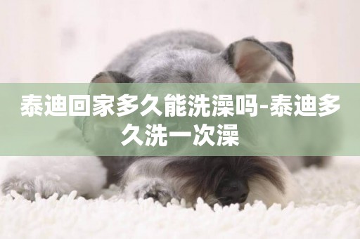 泰迪回家多久能洗澡嗎-泰迪多久洗一次澡